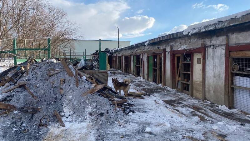 Испытание огнем: как пожар изменил жизнь сахалинского приюта «Пес и Кот»