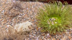 Блогер показала подводные цветы мыса Столбчатого на Кунашире 