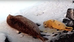 Новорожденного тюленя с мамой впервые сняли на видео ученые Дальнего Востока