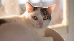 «Очень спокойная»: нежная кошка по имени Винни в поисках хозяев на Сахалине