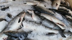 Промысловики добыли больше 8,2 тонн лососевых на Сахалине