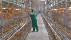 Сахалинская птицефабрика стала лучшей фирменной сетью местного товаропроизводителя