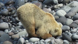 Двухцветный медведь — суперзвезда Парамушира: качает попой и копает берег