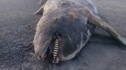 Мертвую косатку нашли на побережье Сахалина