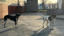 Собак без хозяев поймали в Южно-Сахалинске 5 сентября