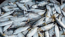 Мишустин отметил стабильный рост самообеспеченности рыбной продукцией в России