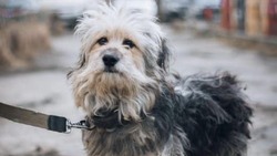 Домашние собаки чудом выжили после агрессии живодера в Холмске