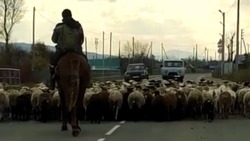 Стадо овец перекрыло движение на проезжей части в Холмском районе 8 ноября