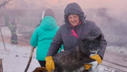 «Единая Россия» окажет помощь сгоревшему приюту «Пес и кот» на Сахалине