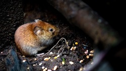 «Трещины, мыши бегают»: сахалинка обратилась к мэру Долинска за переселением