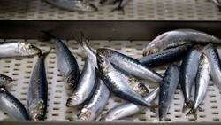 Ученые отметили рост запасов некоторых рыб у Северных Курил