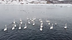 Первые лебеди прилетели на Итуруп после долгой зимы