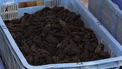 Рыбаки Поронайска добыли около 200 тонн кукумарии за апрель