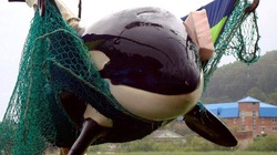 В Южно-Сахалинске пройдет пикет за освобождение косаток из «китовой тюрьмы»