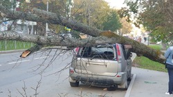 Nissan X-Trail придавило большим деревом в Южно-Сахалинске утром 12 октября