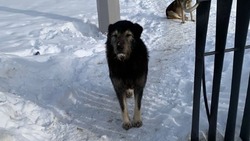 СК проверит факт нападения бездомной собаки на девушку в Южно-Сахалинске