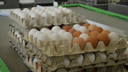 Сотрудники птицефабрики «Островная» опровергли слухи о нехватке яиц в Южно-Сахалинске