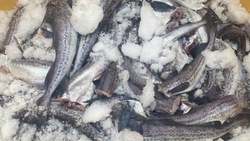 Рыбу по социальным ценам привезли на ярмарочную площадь в Невельск