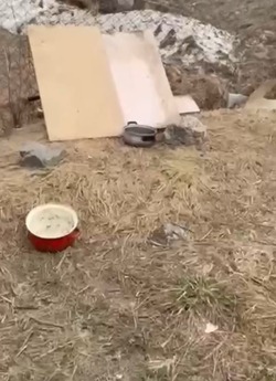 В Южно-Сахалинске отловщики нашли кастрюли с едой для собак на площади Победы, где покусали ребенка
