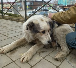 Миша ищет дом: 10-летний пес из Южно-Сахалинска дважды потерял хозяев