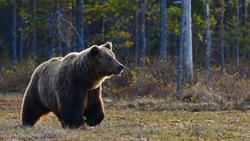 Медведи на юге Сахалина не ушли на зимовку из-за отсутствия снега 