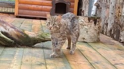 Историю дальневосточных лесных котов рассказали в зоопарке Южно-Сахалинска