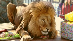 Бесплатный вход в зоопарк Южно-Сахалинска 24 февраля анонсировали для Львов