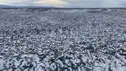 Жители Сахалина обвинили «Фукусиму» в массовой гибели рыбы на севере Японии