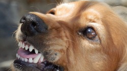 Хозяин агрессивной собаки выплатит компенсацию покусанному ребенку на Курилах