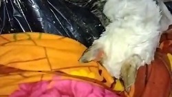 Волонтеры обнаружили множество мертвых собак в приюте на Сахалине