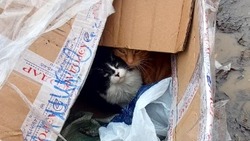 Котят в перемотанной скотчем коробке выбросили на улицу в Южно-Сахалинске
