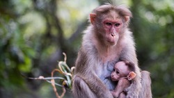 ПАЗЛЫ: Сможете восстановить картинки с обезьянами?