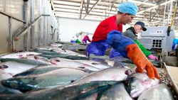 Сотни рабочих мест создаст рыбная промышленность на Сахалине и Курилах