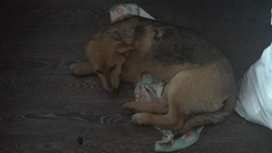 «Легким испугом не отделаемся»: зоозащитники спасают жизнь собаки, которую переехал житель Холмска