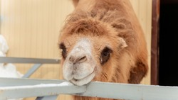 Зооботанический парк на Сахалине отметит 30-й день рождения 3 декабря 
