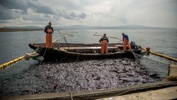 На красную путину в Сахалинской области не пустили новых рыбаков