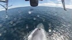 На Сахалине серый кит «плюнул» в лицо морскому биологу из Москвы