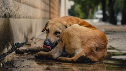 Контроль над бездомными животными усилят после нападений на горожан в Южно-Сахалинске