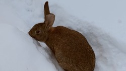 «Кусь снегу»: забавное видео с кроликом опубликовал Сахалинский зоопарк