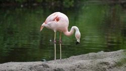 Розовые фламинго появятся в Сахалинском зооботаническом парке в следующем году