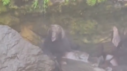 Взрослый медведь ждал гостей у водопада на Сахалине