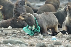 «Друзья океана» освободили из пластикового плена морских котиков на Камчатке