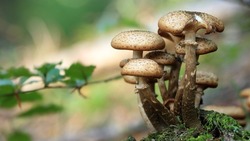 Депутаты Госдумы предложили ввести налог для сборщиков грибов, ягод и трав