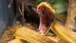 Нападение опасной змеи засняли в Сахалинском зоопарке