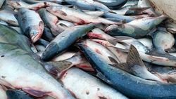 Проект «Доступная рыба»: обеспечение морепродуктами жителей Сахалина и Курил