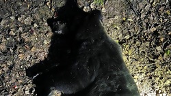 Охотники отстрелили опасного 4-летнего медведя в районе Весточки в Южно-Сахалинске