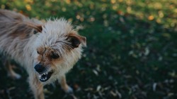 В одном из регионов ДФО власти запретили выпускать собак из приютов на волю