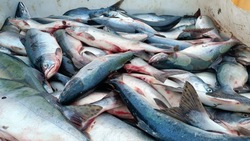 Рыбу по социальным ценам привезли в Поронайск и Ноглики 11 августа 