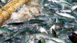 Сезонная добыча лосося успешно началась в Сахалинской области