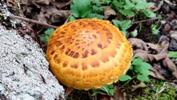 Женщина нашла «императорские» грибы в лесу на острове Шикотан 